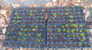 var.2