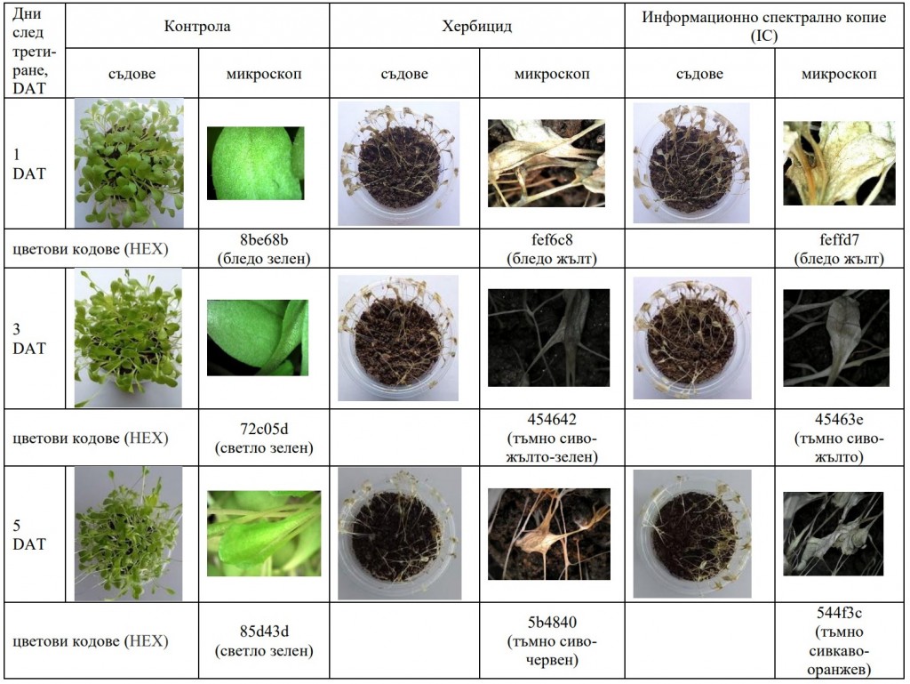 Таблица 1. Десикационен ефект на салата (Lactuca sativa L.) сорт „Айсберг“, след приложение на хербицида Белука и неговото информационно спектрално копие (IC)