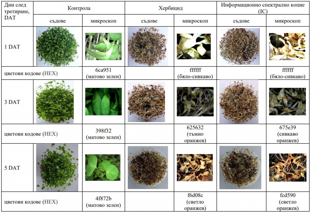 Таблица 2. Десикационен ефект на люцерна (Medicago sativa L.) сорт „Дара“ след приложение на хербицида Белука и неговото информационно спектрално копие (IC)