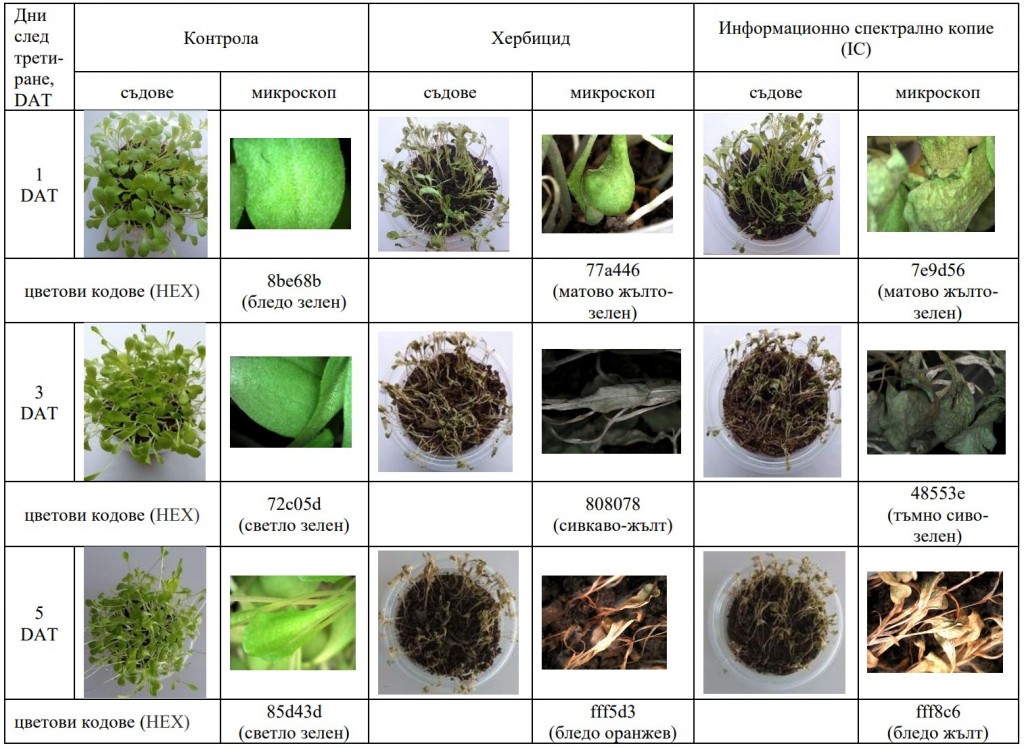 Таблица 4. Десикационен ефект на салата (Lactuca sativa L.) сорт сорт „Айсберг“ след приложение на хербицида Екопарт турбо и неговото информационно спектрално копие (IC)