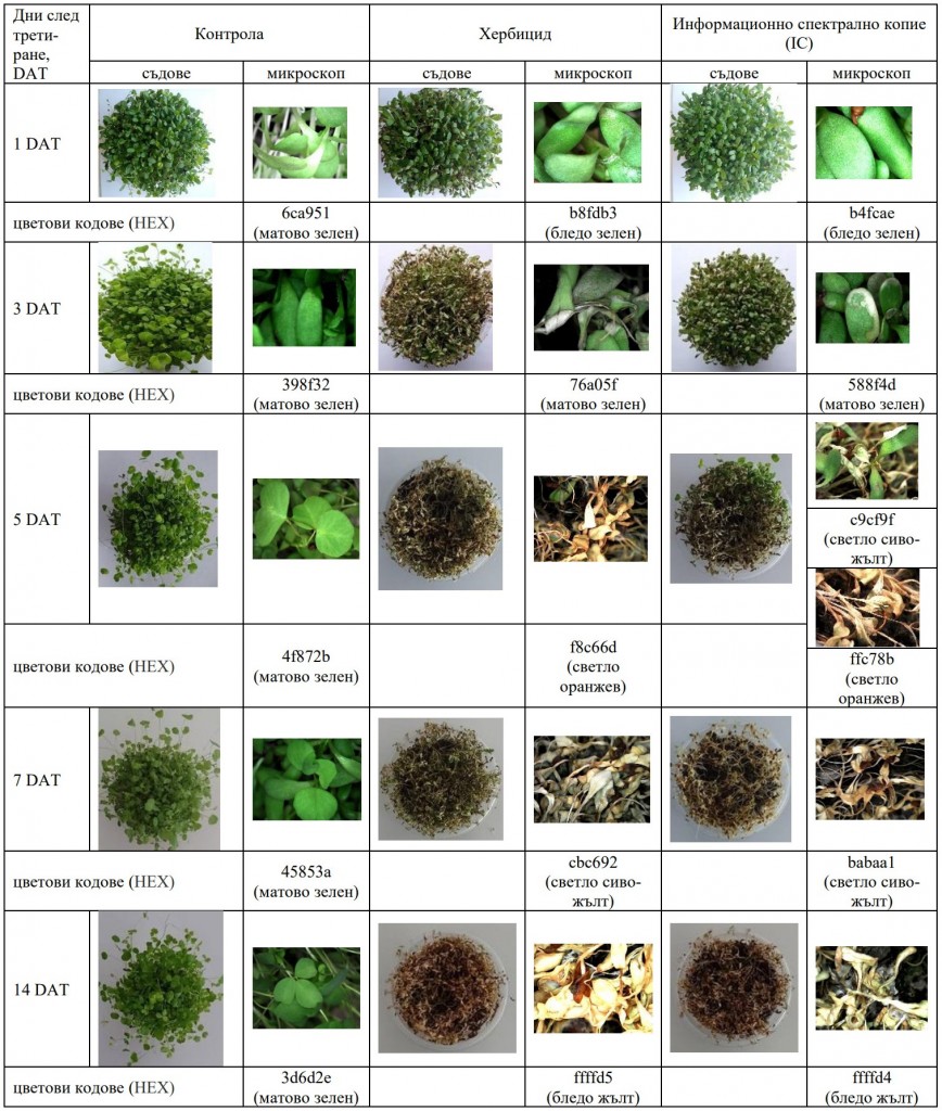 Таблица 5. Десикационен ефект на люцерна (Medicago sativa L.) сорт „Дара“, след приложение на хербицида Екопарт турбо и неговото информационно спектрално копие (IC)