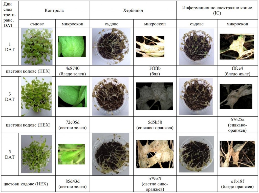 Таблица 6. Десикационен ефект на салата (Lactuca sativa L.) сорт „Айсберг“, след приложение на еко тора Зи – Енд и неговото информационно спектрално копие (IC)