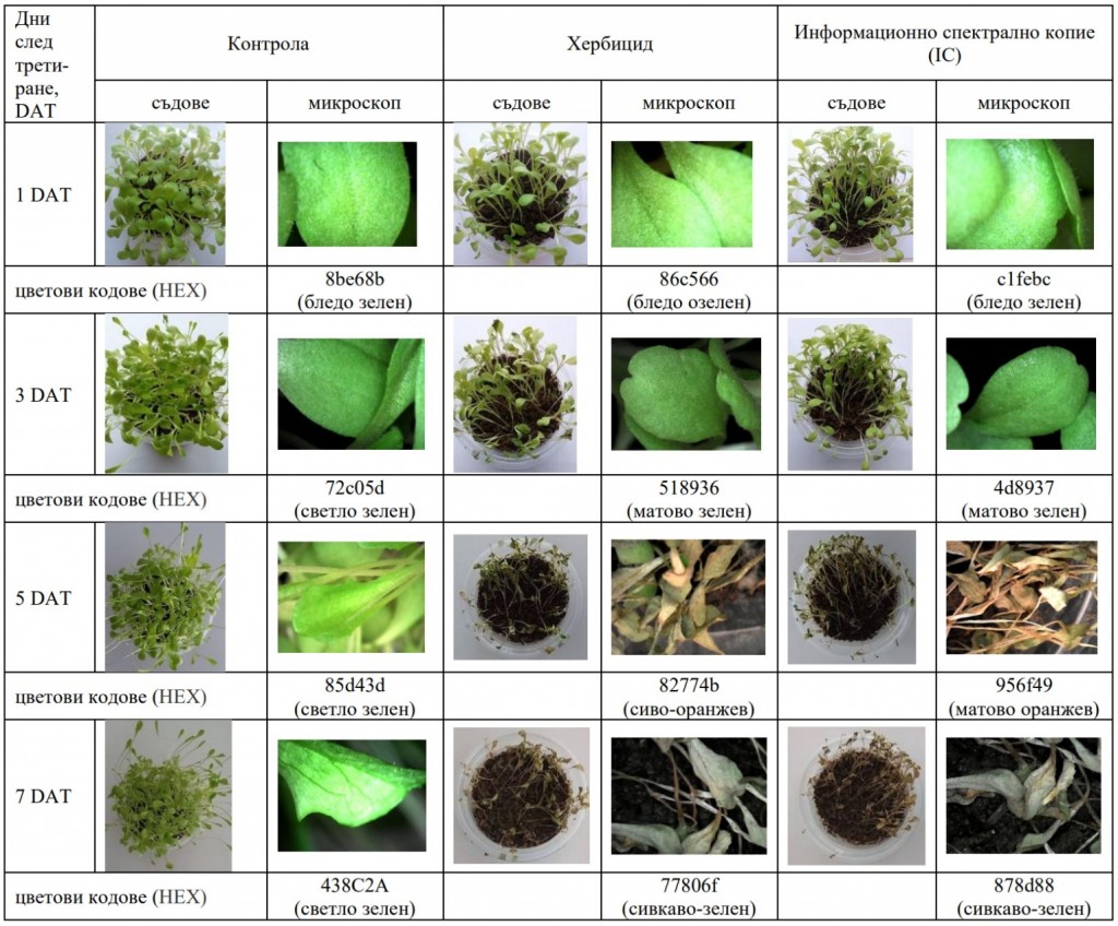 Таблица 10. Хербицидна ефикасност при тест-растение салата (Lactuca sativa L.) сорт „Айсберг“, след приложение на Оникс и неговото информационно спектрално копие (IC)