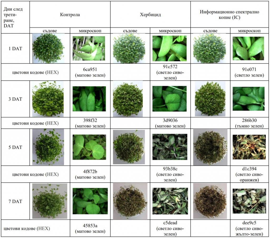 Таблица 11. Хербицидна ефикасност при тест-растение люцерна (Medicago sativa L.) сорт „Дара“, след приложение на Оникс и неговото информационно спектрално копие (IC)